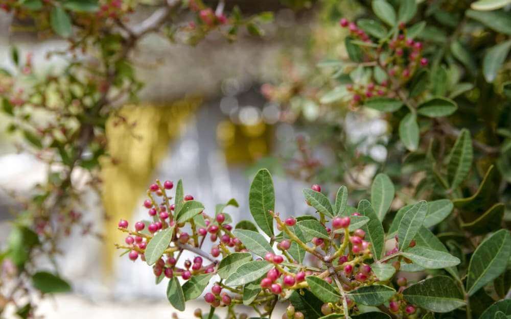 Camping Kastanis, Κατάπολα στην Αμοργό. Με θέσεις για σκηνές, τροχόσπιτα ή τρέιλερ